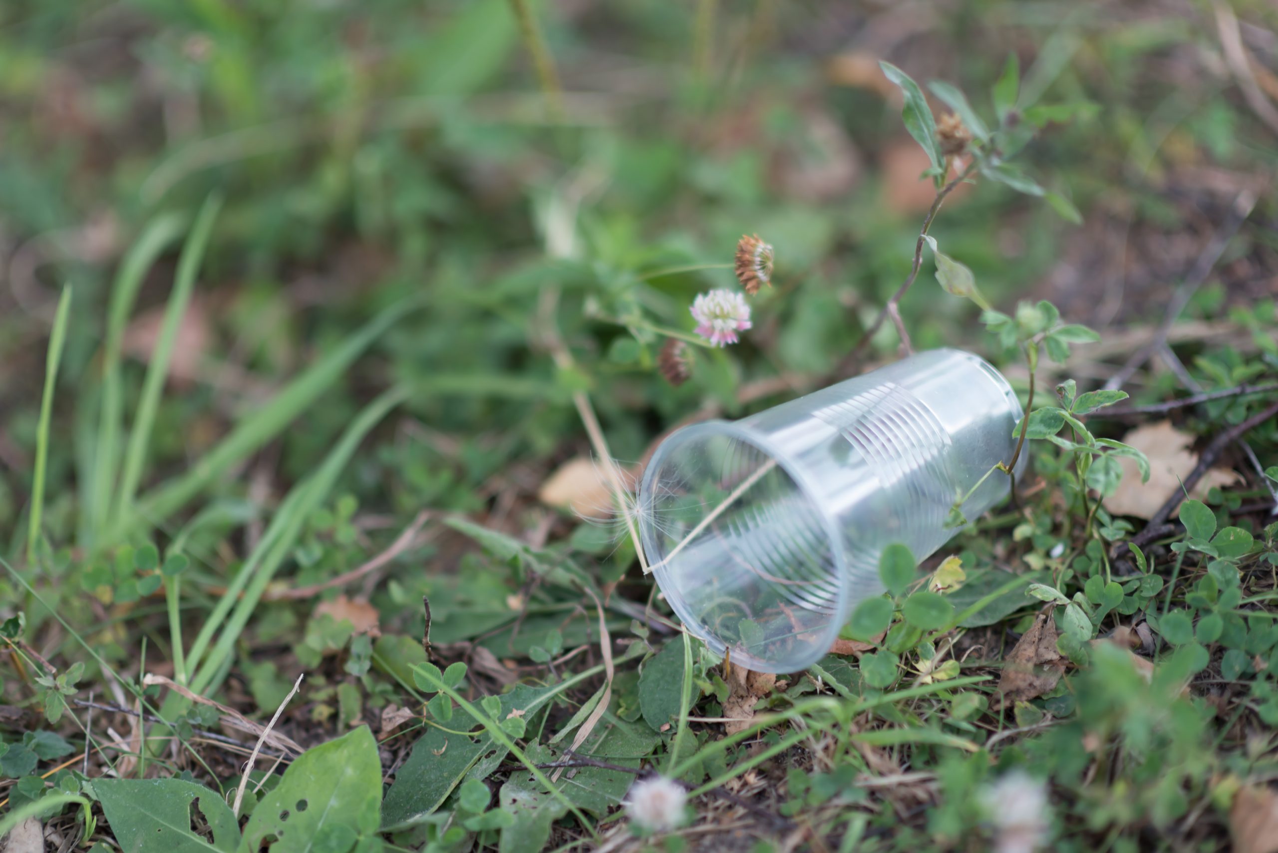 plastic cup on the grass