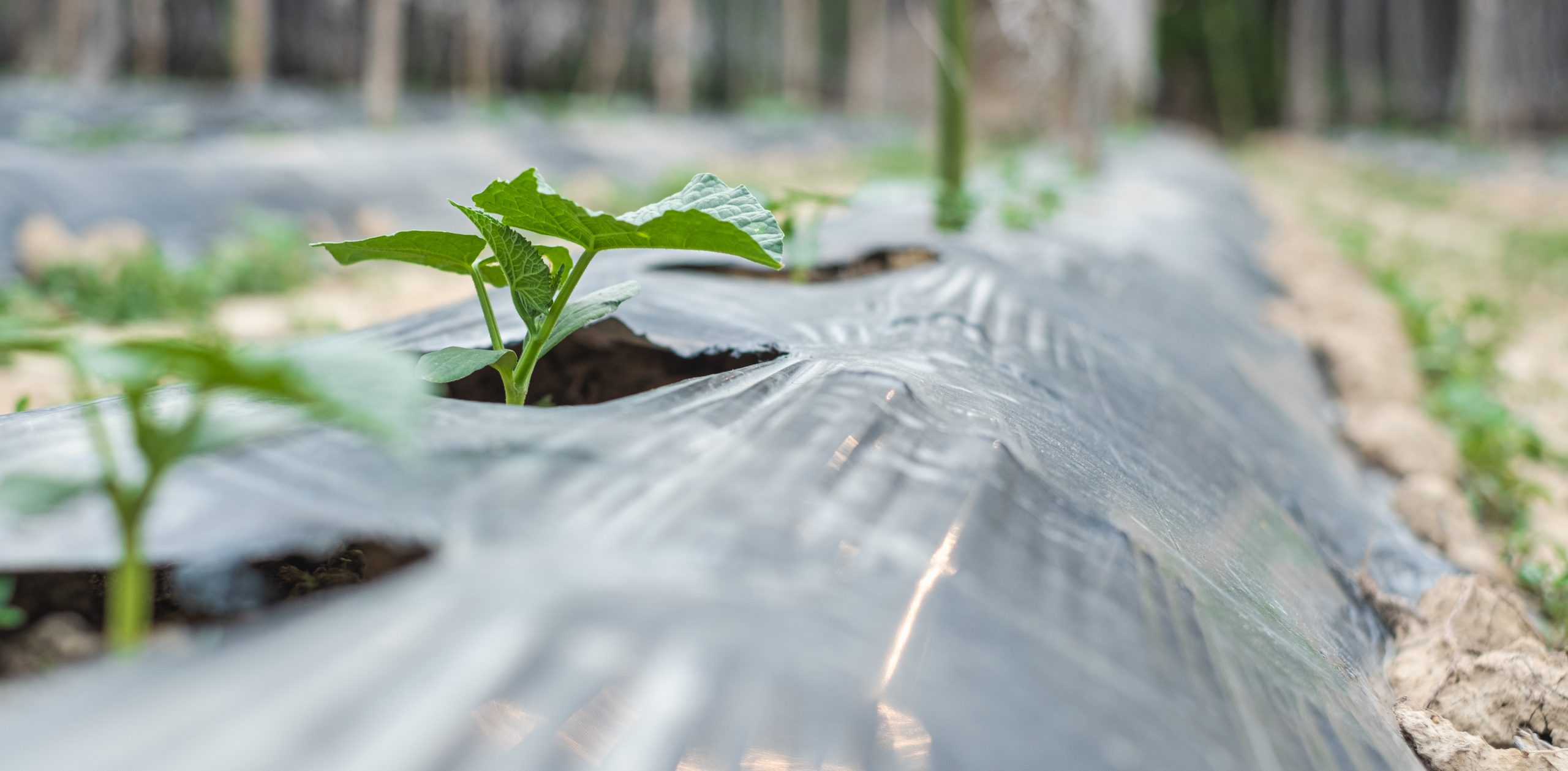 Row of baby tree on soil covered by plastic or mulching film in