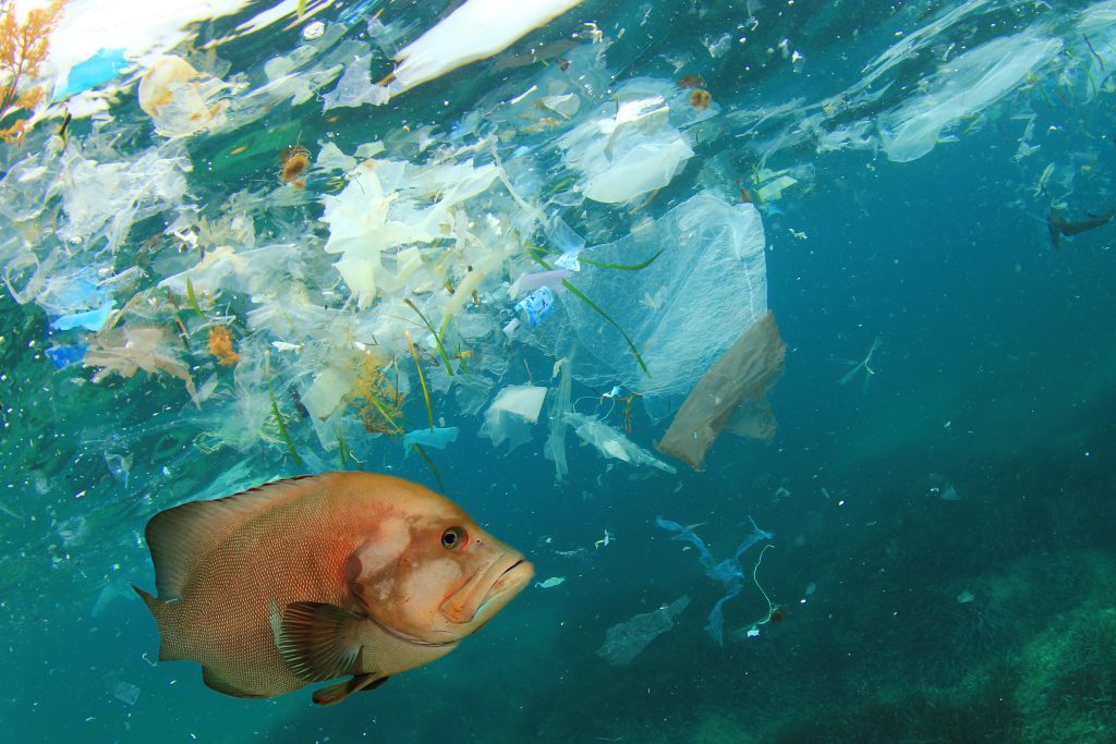 Microplastics may pose a greater threat to the base of marine food webs